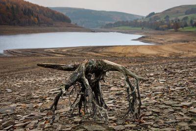 Close-up of driftwood on beach