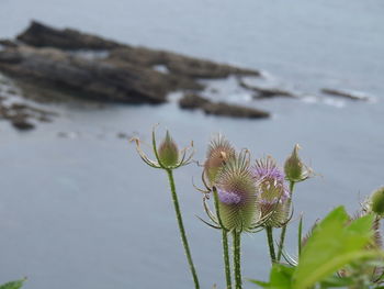 Close-up of thistle against blurred background