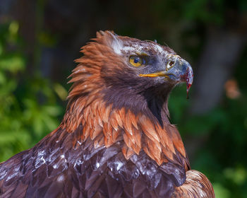 Close-up of eagle