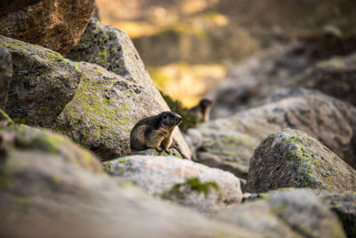 Little marmot sitting among mossy stones in mountainous area in summertime in pyrenees