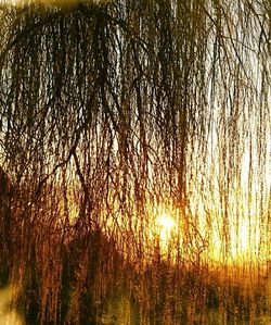 Sun shining through trees