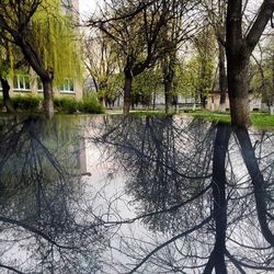 Bare trees by river