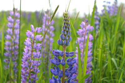 Close-up of purple flowering plants on field