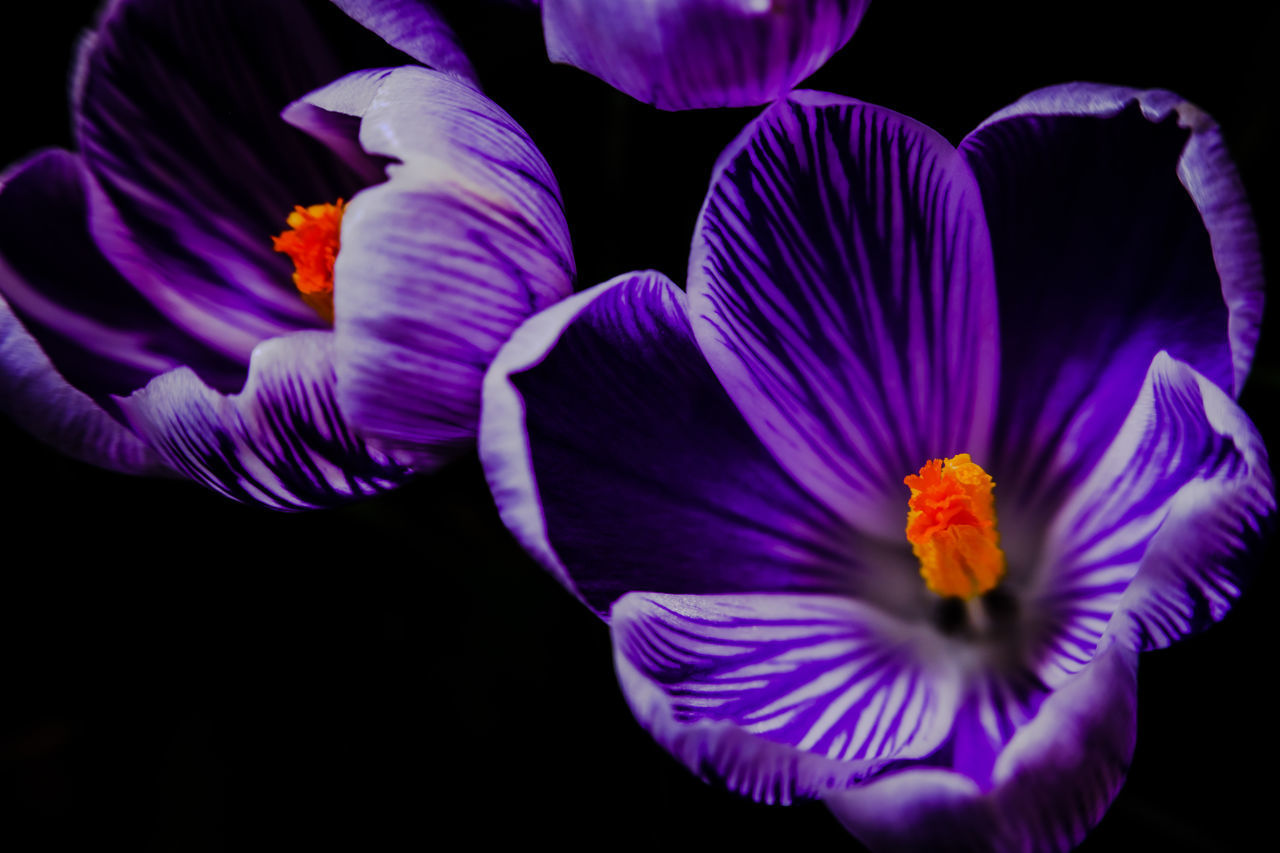 CLOSE-UP OF PURPLE IRIS FLOWER AGAINST BLACK BACKGROUND