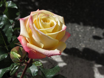 Close-up of yellow rose blooming outdoors