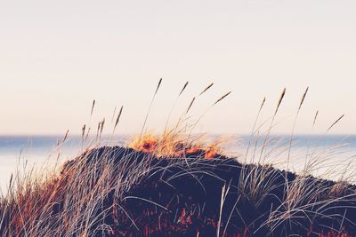 Scenic view of sea against sky at sunset