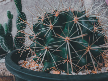 High angle view of cactus in potted plant