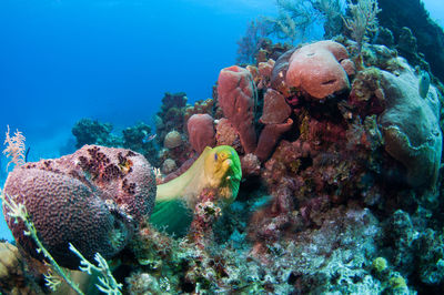 Fish swimming in sea