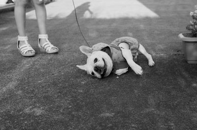 Low section of woman with french bulldog on footpath