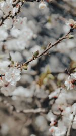 Close-up of cherry blossoms in spring