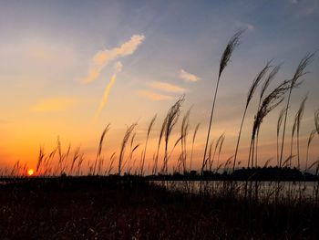 Silhouette grass on field against sky during sunset