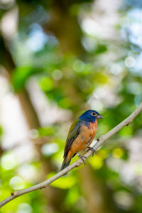 Close-up of bird perching on branch