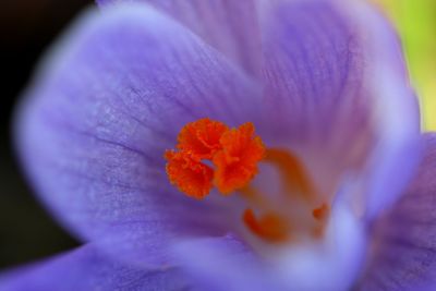 Close-up of purple crocus flower
