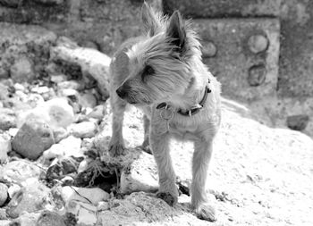 Dog standing against stone wall