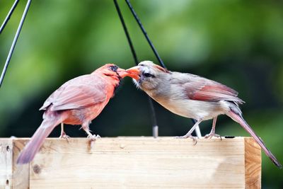 Close-up of birds perching on railing