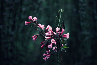 Close-up of pink flowering plant