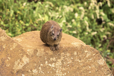 Close-up of a rock hyrax on rock