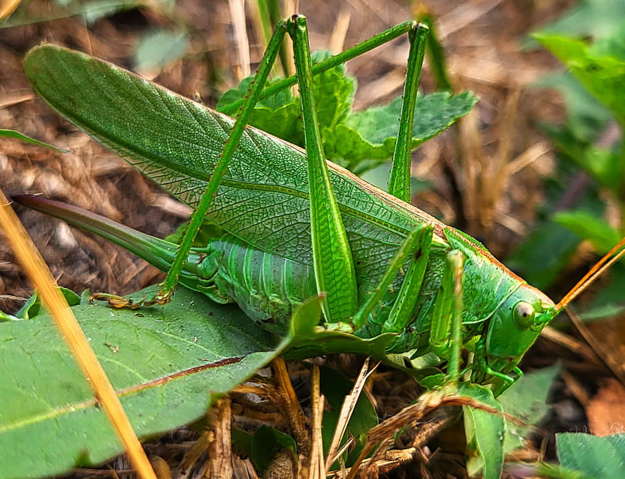 animal themes, animal, green, grasshopper, animal wildlife, one animal, leaf, insect, nature, plant part, wildlife, plant, close-up, no people, cricket, day, macro photography, outdoors, land, beauty in nature, focus on foreground, animal body part, growth