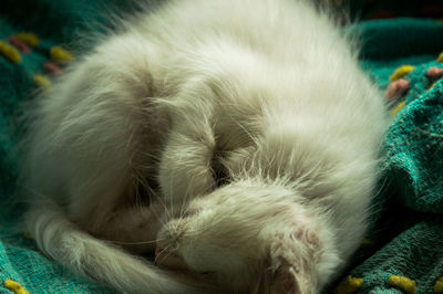 Close-up of cat sleeping