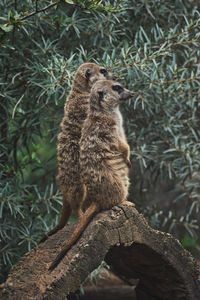 Vertical shot of two adorable meerkats on a branch in a zoo