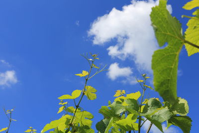 Low angle view of plant against blue sky