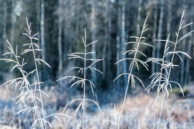 Close-up of plants against blurred background