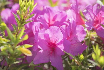 Close-up of pink flowers