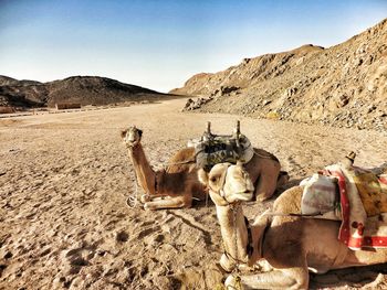 Camels in desert against clear sky