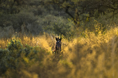 Horse in the forest