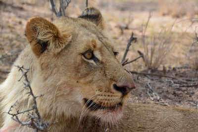 Close-up of a lion