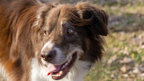 Close-up portrait of a dog