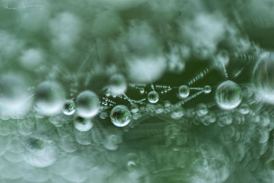 Close-up of water drops on leaf