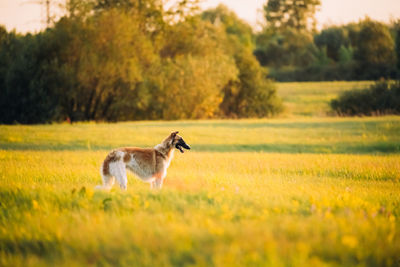 Side view of dog standing on grassy field