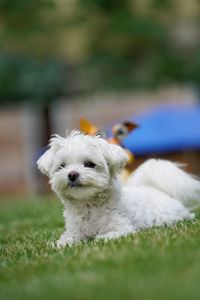 Dog in a field