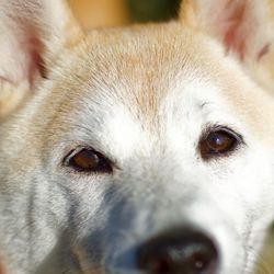 Close-up portrait of dog