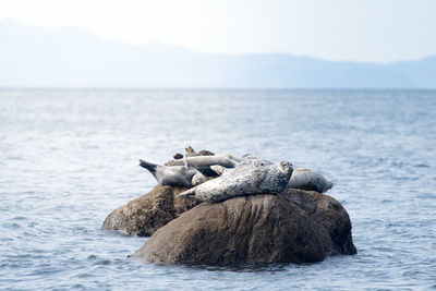 Seals on rocks in sea against sky