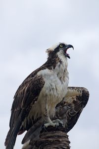 Low angle view of owl perching against sky