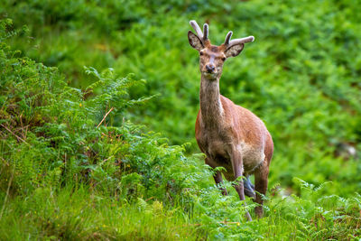 Portrait of deer standing on field