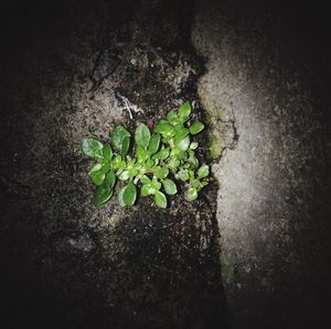 Close-up of plants against blurred background