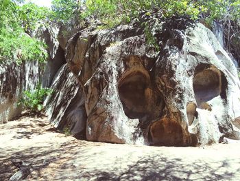 Trees growing on rocks