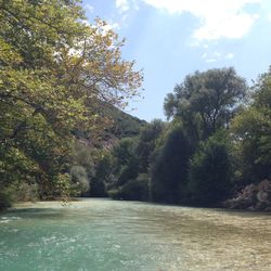 Scenic shot of river with trees in background