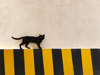 Black cat looking away on wall