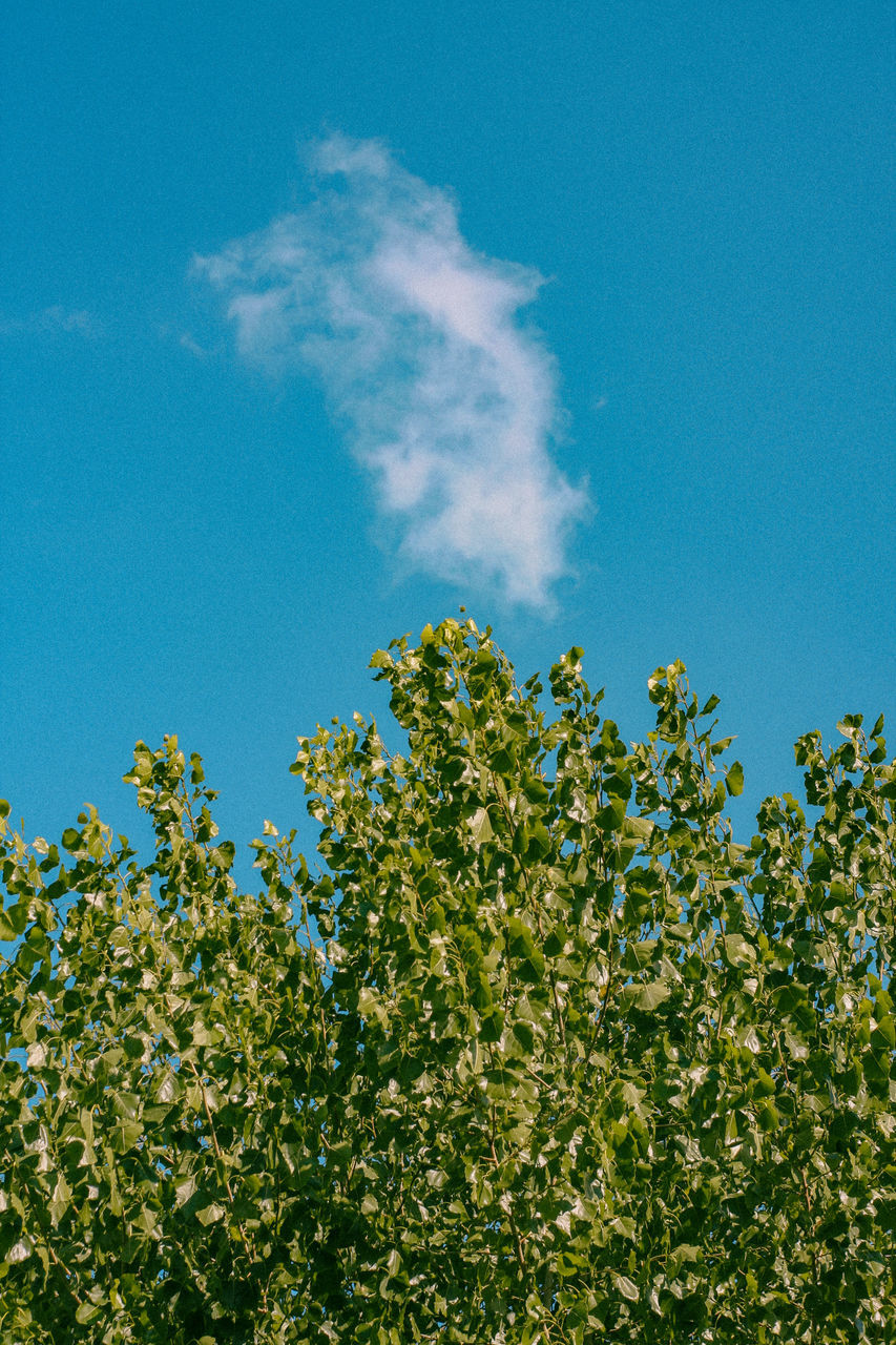 LOW ANGLE VIEW OF FLOWERING PLANTS AGAINST SKY