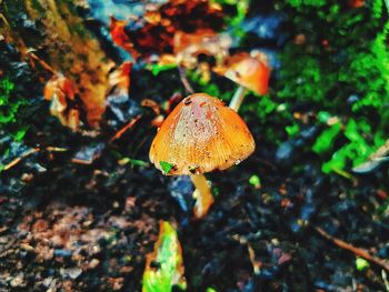 Close-up of mushroom growing on field