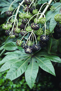 Close-up of strawberry growing on plant