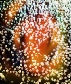 Defocused image of plants against orange sky