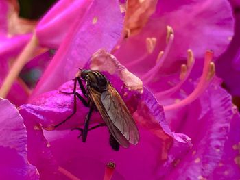 Close-up of bee pollinating on pink flower