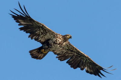 Low angle view of eagle flying against blue sky