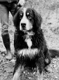 Portrait of dog standing on field