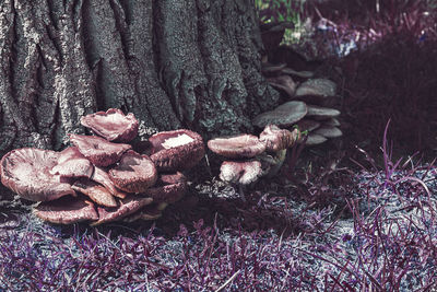 Close-up of mushrooms growing on tree trunk in forest